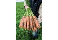 Балтімор F1 - морква, 100 000 насіння (1,8-2,0 мм), Bejo Голландія фото, цiна